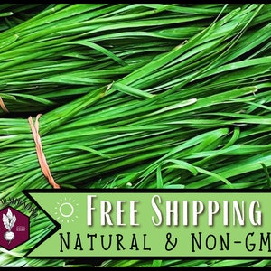 4,200 Garlic Chive Seeds | Heirloom, Non-GMO, Perennial Herb Gardening Seed Packet for Homestead Container Gardening, Allium tuberosum