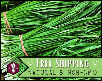 4,200 Garlic Chive Seeds | Heirloom, Non-GMO, Perennial Herb Gardening Seed Packet for Homestead Container Gardening, Allium tuberosum