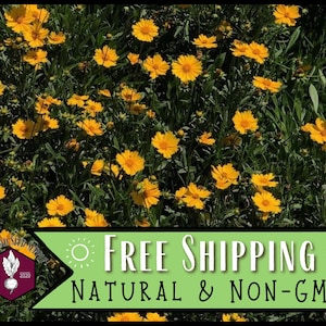 4,500 Coreopsis (Lance-Leaf) Seeds | Perennial Wildflower Garden Seed, Native Flower Gardening, Coreopsis lanceolata, Tickseed