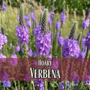 7,900 Hoary Verbena Seeds | Native Wildflower Perennial Plant Seeds for Growing Pollinator Flowers for Bees & Butterflies, Verbena stricta