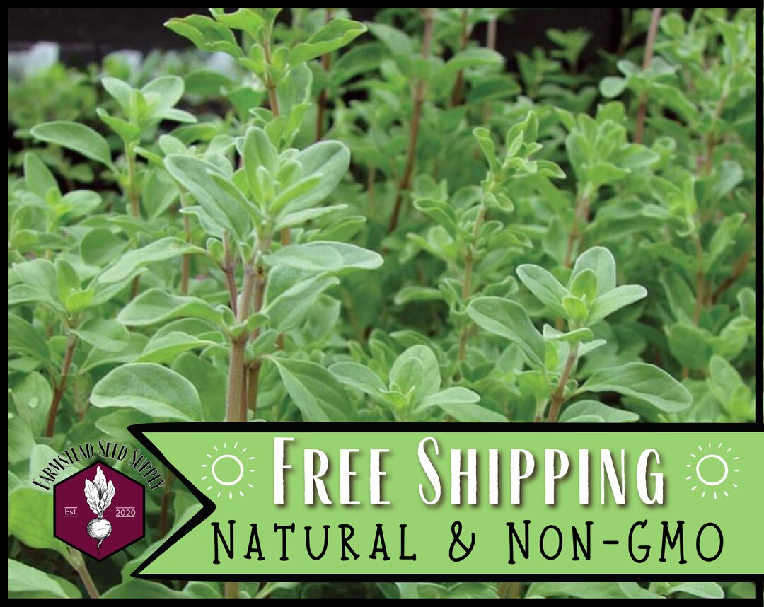 Sweet Marjoram Herb Seeds - 1000 Non-GMO Perennial Seeds For Garden & Cooking