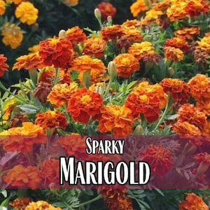 1,500 Marigold Seeds (Sparky) | Annual Flower Gardening Seed Packet for Pollinator Bees & Butterflies, Easy To Grow, Tagetes patula