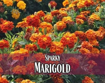 1,500 Marigold Seeds (Sparky) | Annual Flower Gardening Seed Packet for Pollinator Bees & Butterflies, Easy To Grow, Tagetes patula