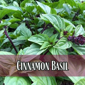 10,500 Cinnamon Basil Seeds | Heirloom, Non-GMO, Rare Herb Seed Packet, Container Gardening, Herb Garden, Basil Plant Seed, Ocimum basilicum image 1
