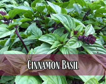 10,500 Cinnamon Basil Seeds | Heirloom, Non-GMO, Rare Herb Seed Packet, Container Gardening, Herb Garden, Basil Plant Seed, Ocimum basilicum
