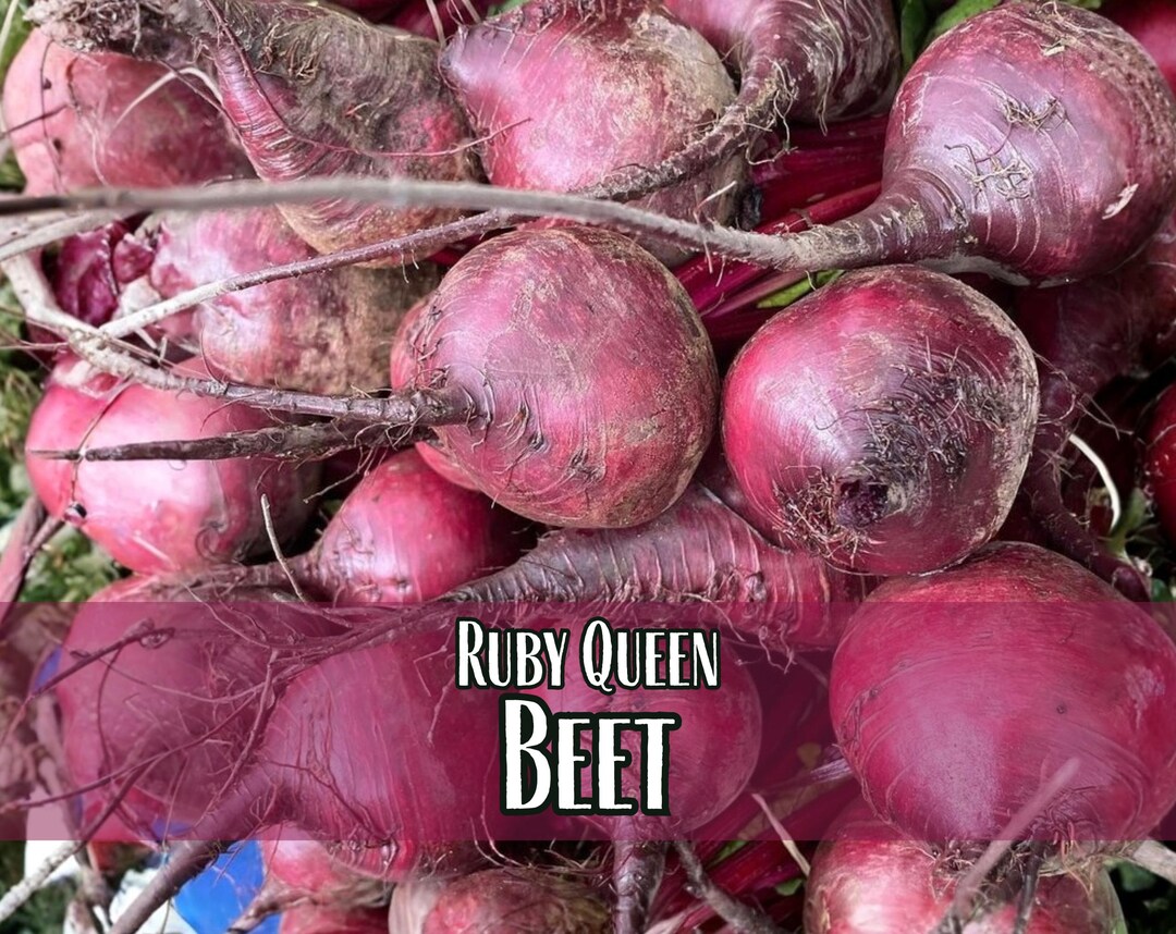 2,300 Beet Seeds (ruby Queen) | Heirloom, Non-gmo, Vegetable Gardening ...