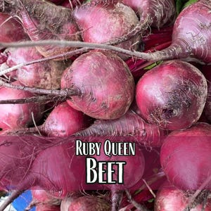 2,300 Beet Seeds (Ruby Queen) | Heirloom, Non-GMO, Vegetable Gardening Seed Packets for Planting Gardens, Beetroot, Beta vulgaris