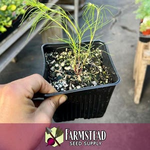 4,000 Cumin Herb Seeds | Non-GMO Herb Seed Packet, Container Herb Gardening, Indian Herbs for Planting, Cuminum cyminum zdjęcie 4