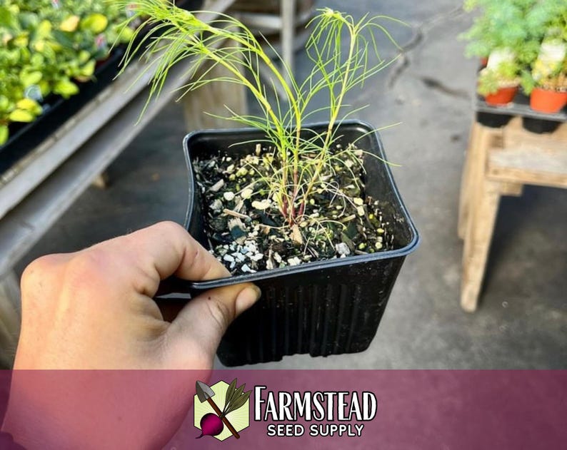 4,000 Cumin Herb Seeds | Non-GMO Herb Seed Packet, Container Herb Gardening, Indian Herbs for Planting, Cuminum cyminum zdjęcie 4