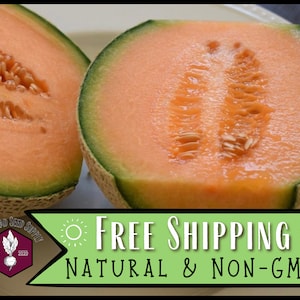 900 Cantaloupe Seeds (Hales Best Jumbo) | Heirloom, Non-GMO, Fruit Seed Packets for Homestead Gardening, Cucumis melo var. cantalupensis