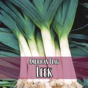 5,300 Leek Seeds (American Flag) | Heirloom, Non-GMO, Vegetable Gardening Seed Packet, Easy To Grow Seeds, Allium ampeloprasum