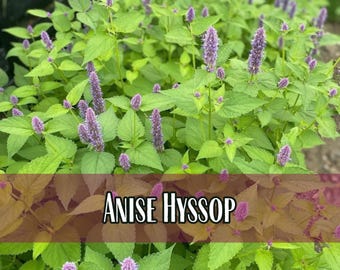 10,000 Anise Hyssop Seeds | Native Wildflower Seeds for Pollinator Bees & Butterflies, Perennial Garden Seeds, Agastache foeniculum