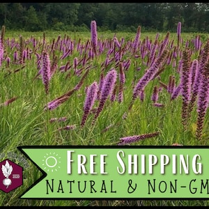 3,700 Blazing Star Prairie Seeds | Non-GMO Native Perennial Wildflower Garden Seeds for Pollinator Bees & Butterflies, Liatris pycnostachya