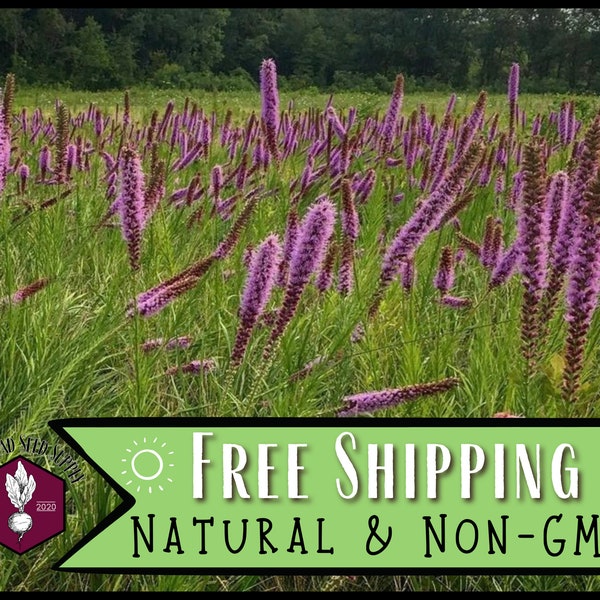 3,300 Blazing Star Prairie Seeds | Non-GMO Native Perennial Wildflower Garden Seeds for Pollinator Bees & Butterflies, Liatris pycnostachya