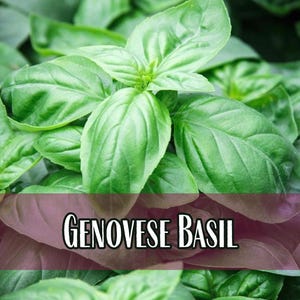 13,000 Basil Seeds (Genovese) | Heirloom, Non-GMO, Herb Seed Packet, Container Gardening, Culinary Herb Garden, Ocimum basilicum