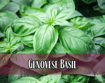 13,000 Basil Seeds (Genovese) | Heirloom, Non-GMO, Herb Seed Packet, Container Gardening, Culinary Herb Garden, Ocimum basilicum