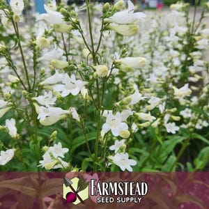44 000 graines de Digitale 'Beardtongue' | Graine de fleurs sauvages indigènes pour jardins de fleurs vivaces, papillons pollinisateurs et abeilles, Penstemon digitalis image 4