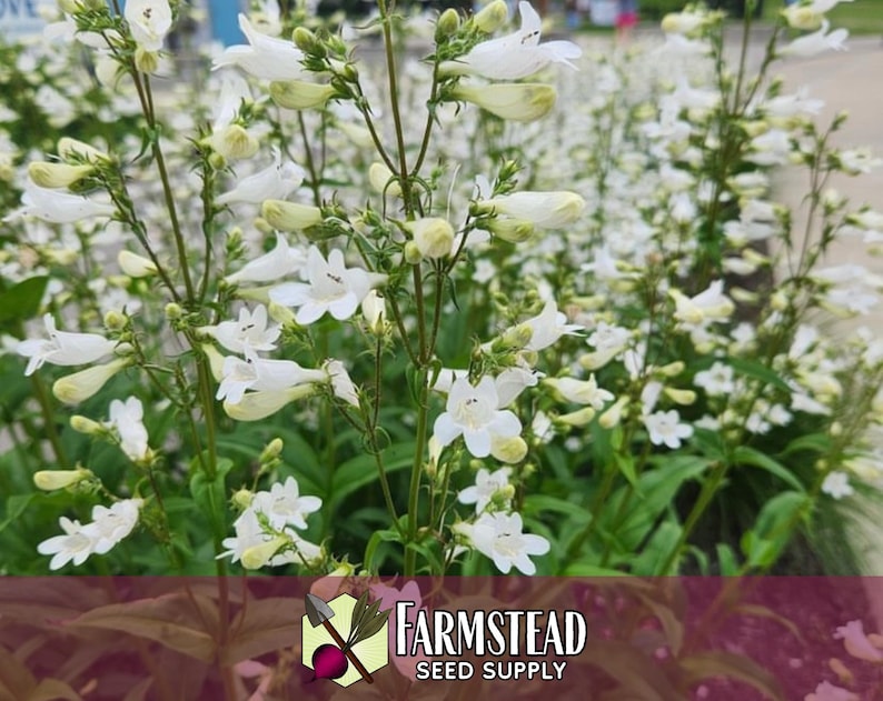 44 000 graines de Digitale 'Beardtongue' | Graine de fleurs sauvages indigènes pour jardins de fleurs vivaces, papillons pollinisateurs et abeilles, Penstemon digitalis image 4