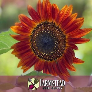 875 Velvet Queen Sunflower Seeds | Pollinator Plant for Bee & Butterfly, Rare Heirloom, Non-GMO, Easy To Grow Flowers for Beginner Gardener image 5