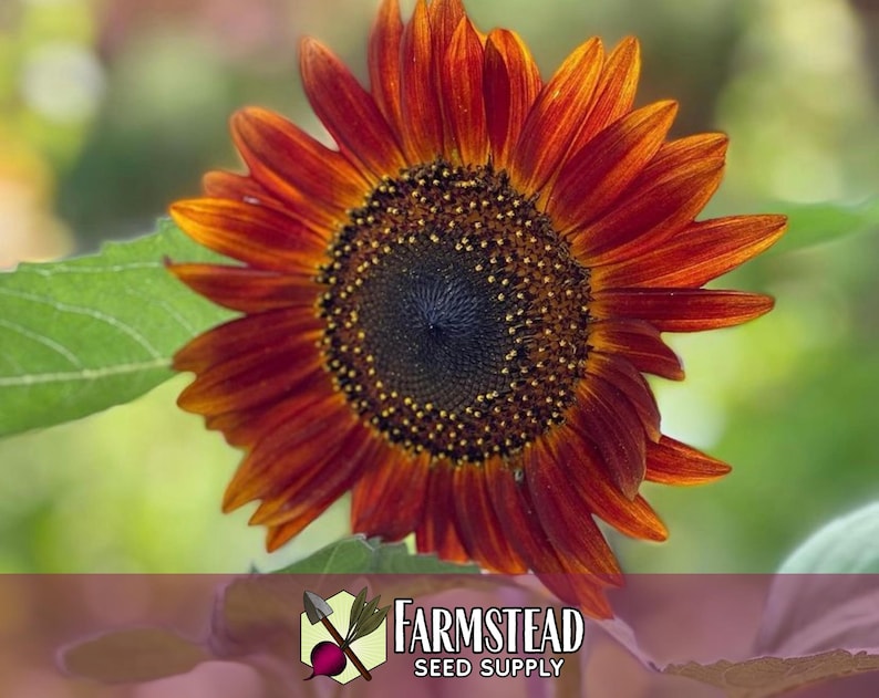 875 Velvet Queen Sunflower Seeds | Pollinator Plant for Bee & Butterfly, Rare Heirloom, Non-GMO, Easy To Grow Flowers for Beginner Gardener image 5