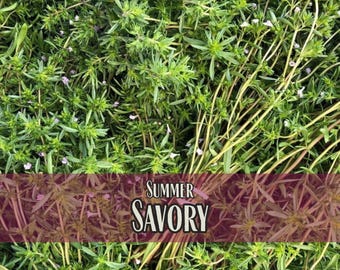 37,900 Summer Savory Seeds | Heirloom, Non-GMO, Culinary Herb Gardening, Easy To Grow Seed Packet for Container Gardens, Satureja hortensis