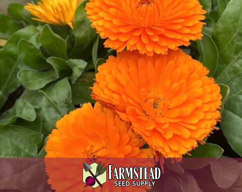 1,600 Orange Calendula Seeds | Non-gmo Annual Flower Garden Seed Packet ...
