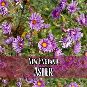 5,000 New England Aster Seeds | Native Wildflower Gardening Plant Seed for Flower Gardens & Pollinators, Symphyotrichum novae-angliae