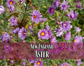 5,000 New England Aster Seeds | Native Wildflower Gardening Plant Seed for Flower Gardens & Pollinators, Symphyotrichum novae-angliae
