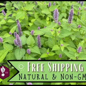 10,000 Anise Hyssop Seeds | Native Wildflower Seeds for Pollinator Bees & Butterflies, Perennial Garden Seeds, Agastache foeniculum