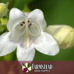 44 000 graines de Digitale 'Beardtongue' | Graine de fleurs sauvages indigènes pour jardins de fleurs vivaces, papillons pollinisateurs et abeilles, Penstemon digitalis image 5