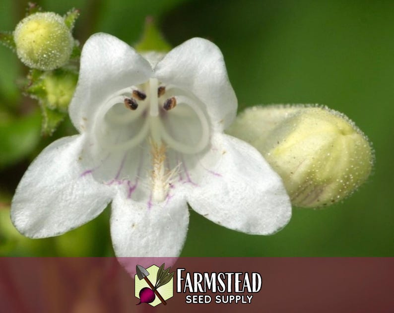 44 000 graines de Digitale 'Beardtongue' | Graine de fleurs sauvages indigènes pour jardins de fleurs vivaces, papillons pollinisateurs et abeilles, Penstemon digitalis image 5