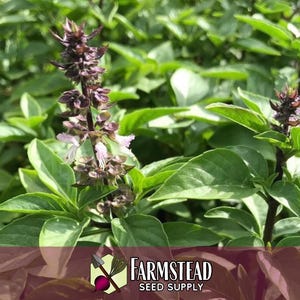 15,000 Thai Basil Seeds | Heirloom, Non-GMO, Rare Herb Seed Packet, Container Herb Gardening, Ocimum basilicum var thyrsiflora image 5