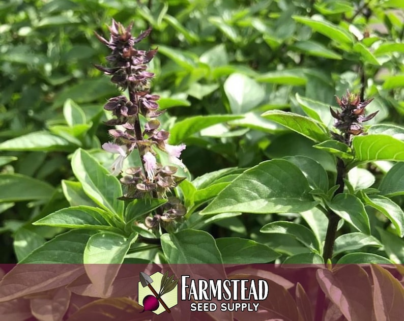 15,000 Thai Basil Seeds | Heirloom, Non-GMO, Rare Herb Seed Packet, Container Herb Gardening, Ocimum basilicum var thyrsiflora image 5