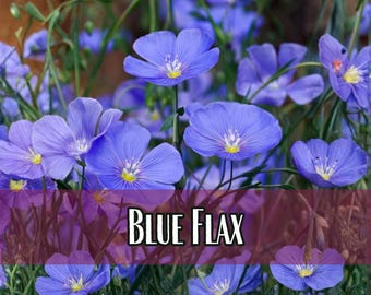 14,500 Blue Flax Seeds | Flower Gardening, Perennial Wildflower Plant Seeds for Pollinator Butterflies and Bees, Linseed, Linum perenne