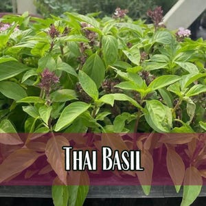 15,000 Thai Basil Seeds | Heirloom, Non-GMO, Rare Herb Seed Packet, Container Herb Gardening, Ocimum basilicum var thyrsiflora image 1