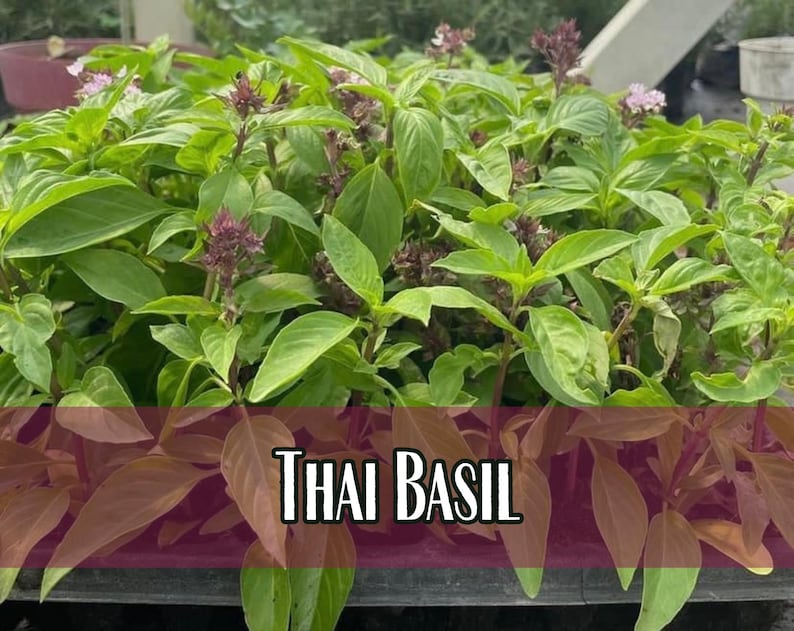 15,000 Thai Basil Seeds | Heirloom, Non-GMO, Rare Herb Seed Packet, Container Herb Gardening, Ocimum basilicum var thyrsiflora image 1
