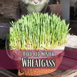 1500 semillas de pasto de trigo / Jugo de pasto de trigo para humanos, sin OMG, semillas para cultivar pasto para gatos, alimento para gatos, juguetes para gatos, enriquecimiento para gatos
