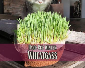 1,500 Wheatgrass Seeds | Juicing Wheatgrass for Humans, Non-GMO, Seeds for Growing Catgrass for Cats, Cat Food, Cat Toys, Cat Enrichment