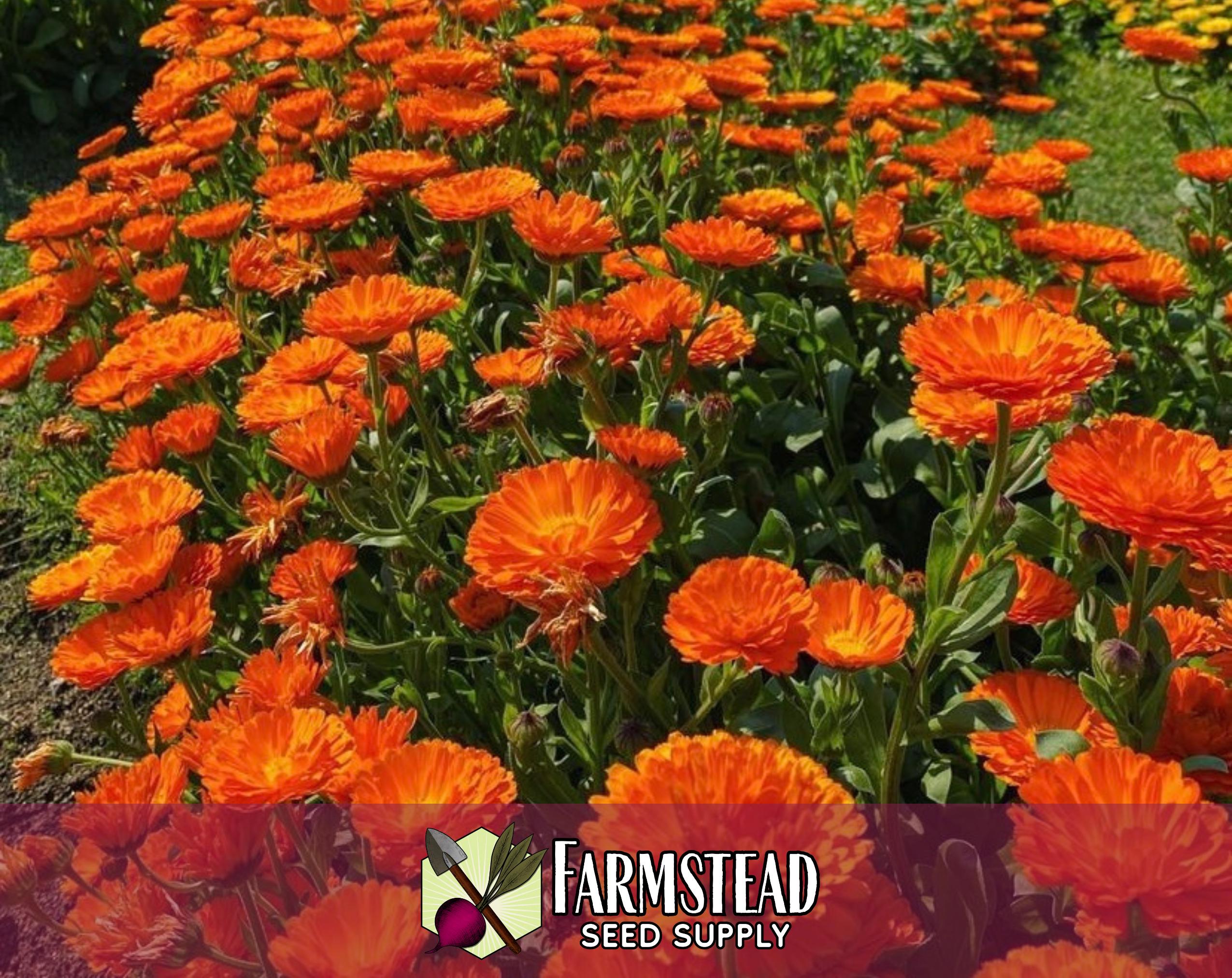 1,600 Orange Calendula Seeds | Non-gmo Annual Flower Garden Seed Packet ...