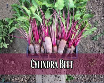 1,350 Beet Seeds (Cylindra) | Heirloom, Non-GMO, Vegetable Gardening Seed Packets for Planting Gardens, Beetroot, Beta vulgaris