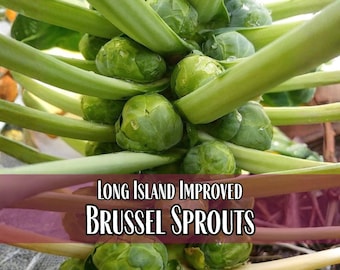 10,900 Brussel Sprout Seeds (Long Island) | Heirloom, Non-GMO, Vegetable Gardening Seed Packet, Homesteads, Brassica oleracea var gemmifera