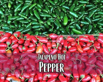 2,000 Jalapeno Hot Pepper Seeds | Heirloom, Non-GMO, Vegetable Gardening Seed Packet, Peppers for Hot Sauce & Pickling, Capsicum annuum