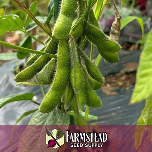 100 Edamame Soybean Seeds (BeSweet) | Heirloom, Non-GMO, Vegetable Gardening Seed Packets for Planting Gardens, Easy To Grow, Glycine max image 2