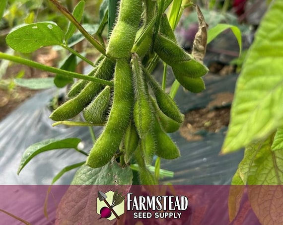 anthurium arrow flower Anthurium Wild Arrow — Ecuagenera USA Corp