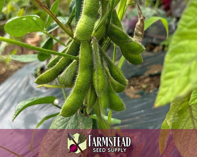 100 Edamame Soybean Seeds (BeSweet) | Heirloom, Non-GMO, Vegetable Gardening Seed Packets for Planting Gardens, Easy To Grow, Glycine max image 2