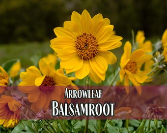 1,700 Arrowleaf Balsamroot Seeds | Wildflower Garden, Native Flower Seeds for Pollinator Butterflies & Bees, Balsamorhiza sagittata