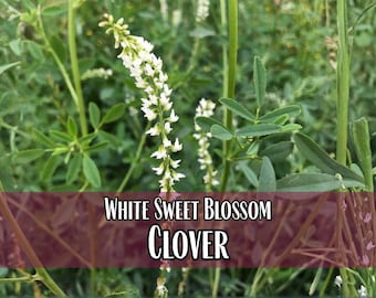 21,500 White Sweet Blossom Clover Seeds | Wildflower Gardening Pollinator Plant Seed Packets for Native Bees & Butterflies, Melilotus albus