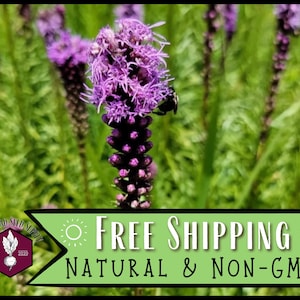 3,700 Marsh Blazing Star Seeds | Native Flower Gardening Seed, Wildflower Seeds for Pollinators, Liatris spicata, Gayfeather