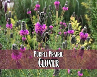 20,000 Purple Prairie Clover Seeds | Native Wildflower for Pollinators, Bees, Butterflies, Cover Crop Seed, Flower Gardening. Dalea purpurea