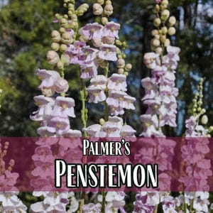 17,800 Palmer's Penstemon Seeds | Native Flower Gardening Seed for Pollinator Butterflies & Bees, Wildflower Seed Packet, Penstemon palmeri image 1